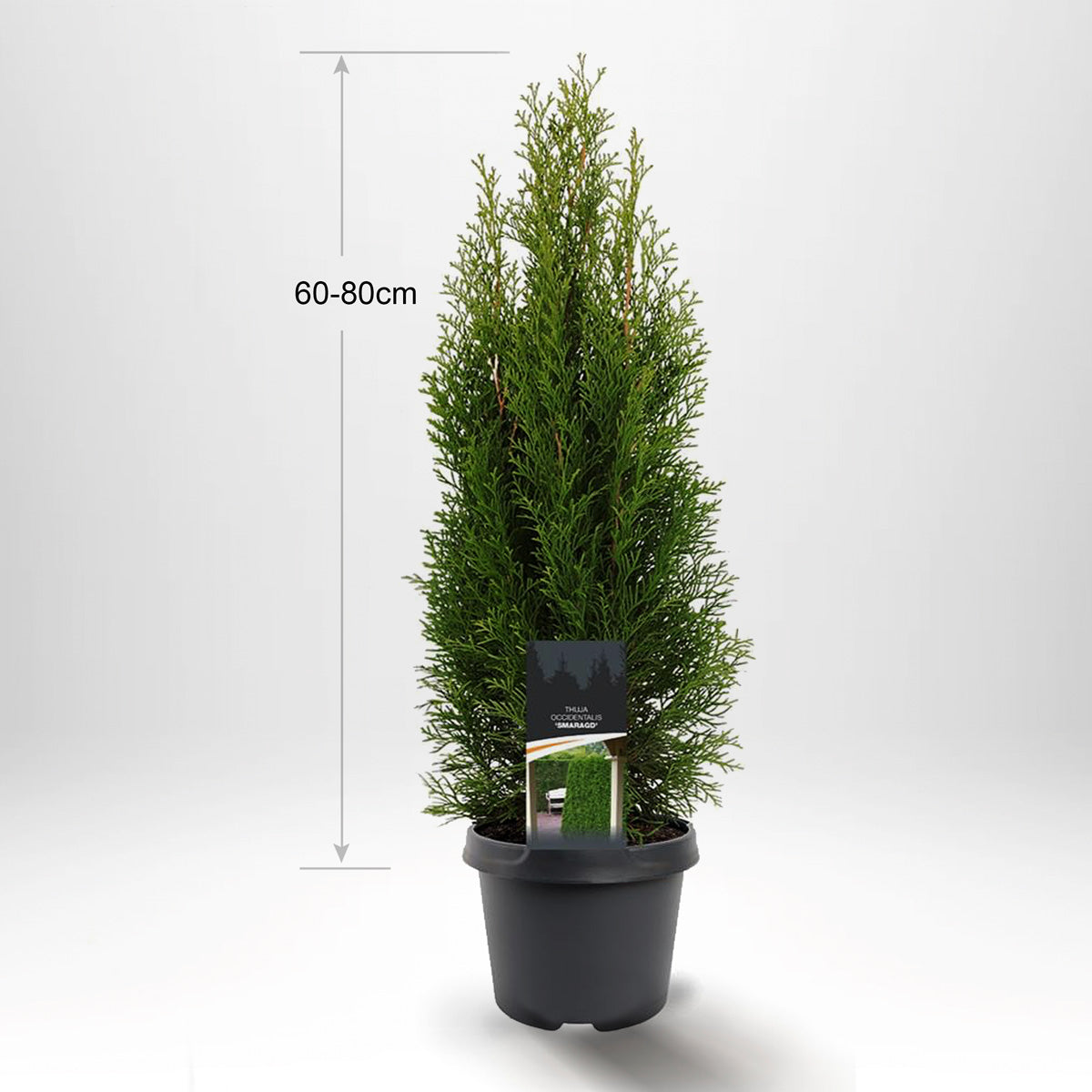 Thuja Smaragd 60-80 cm, Pottedyrket 3L, Kvalitet: Landscape Quality